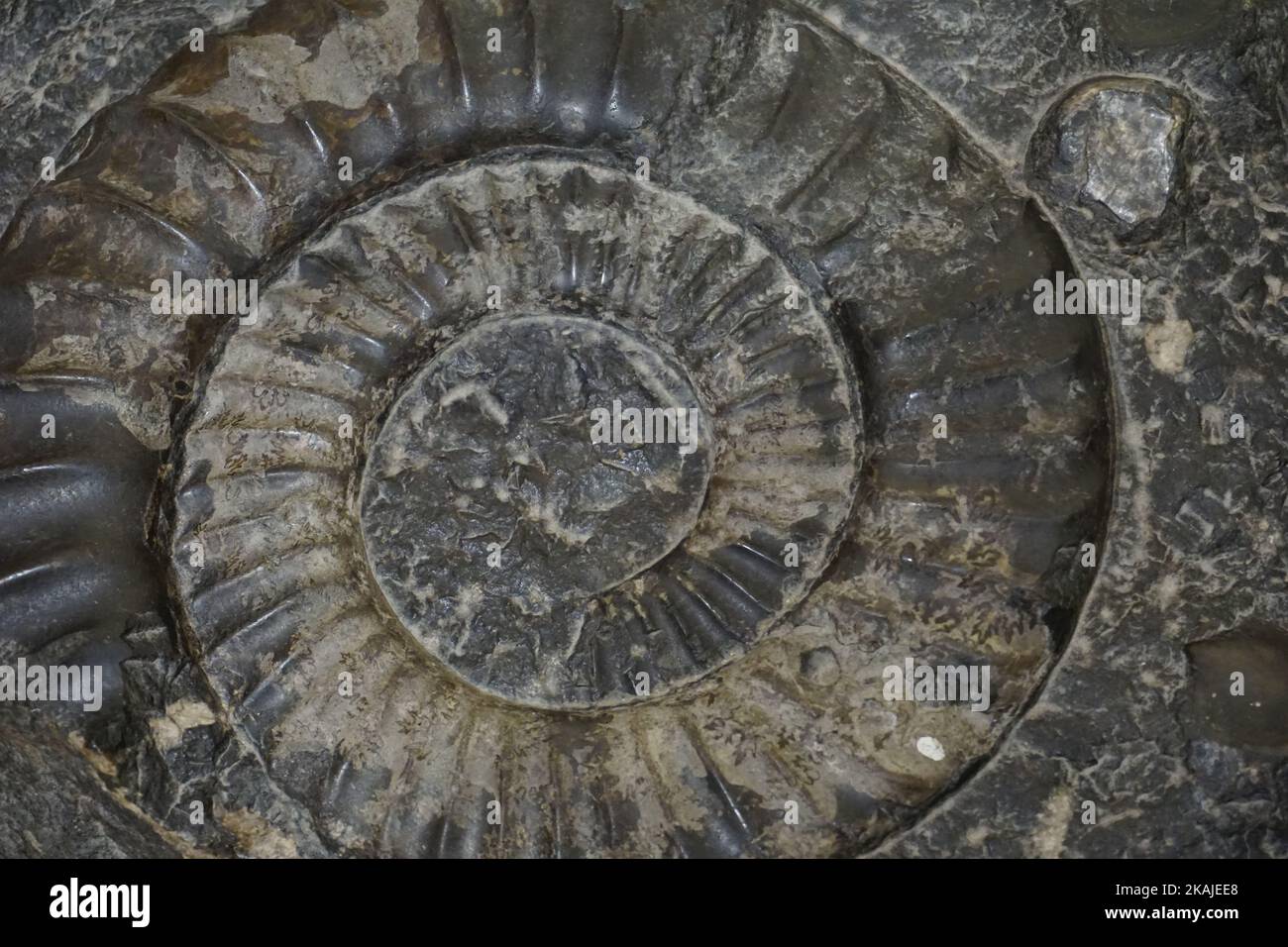 A closeup of an old ammonite fossil in a museum during excavations Stock Photo