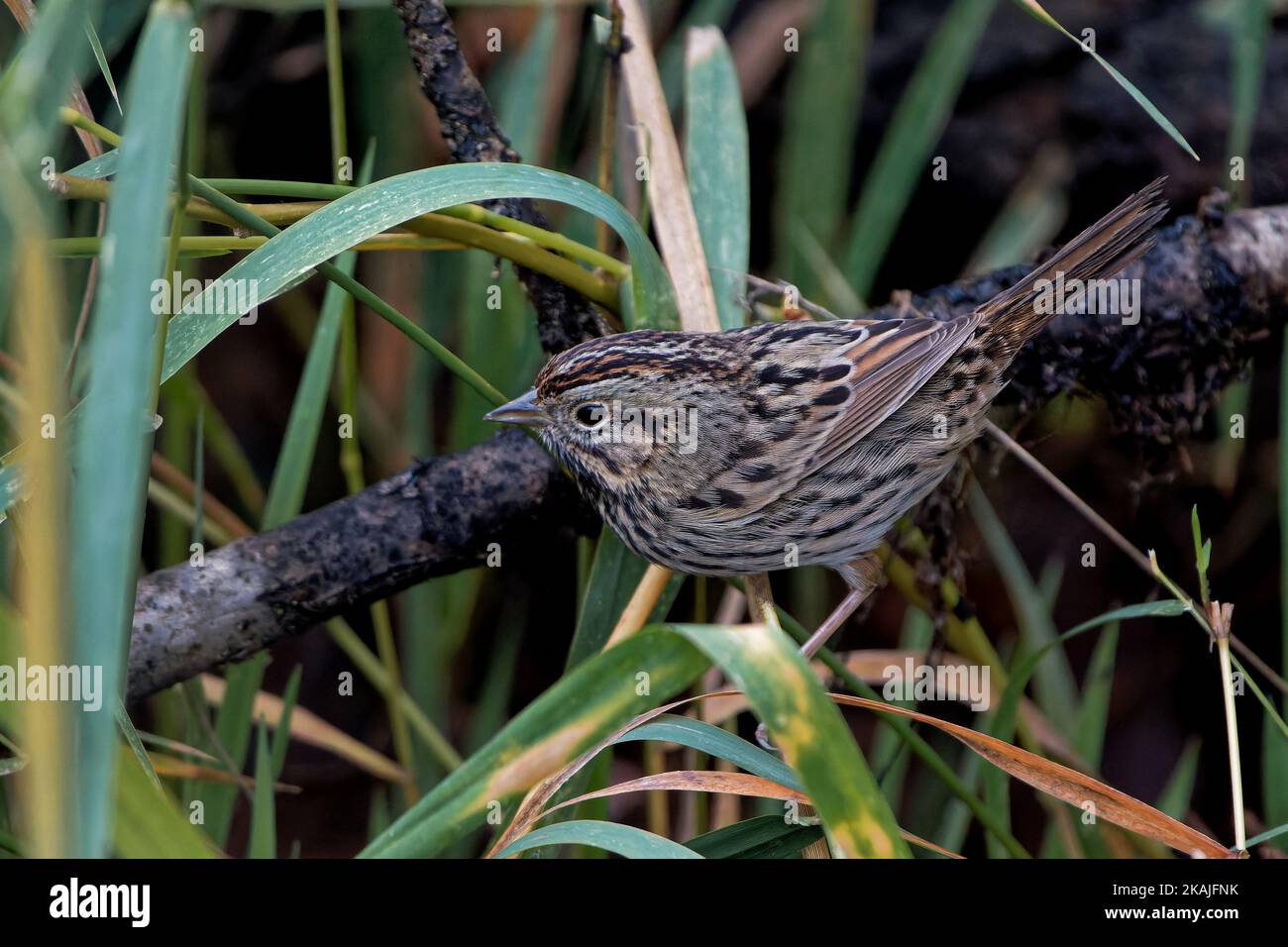 A beautiful Lincoln's sparrow (Melospiza lincolnii) sitting in grass