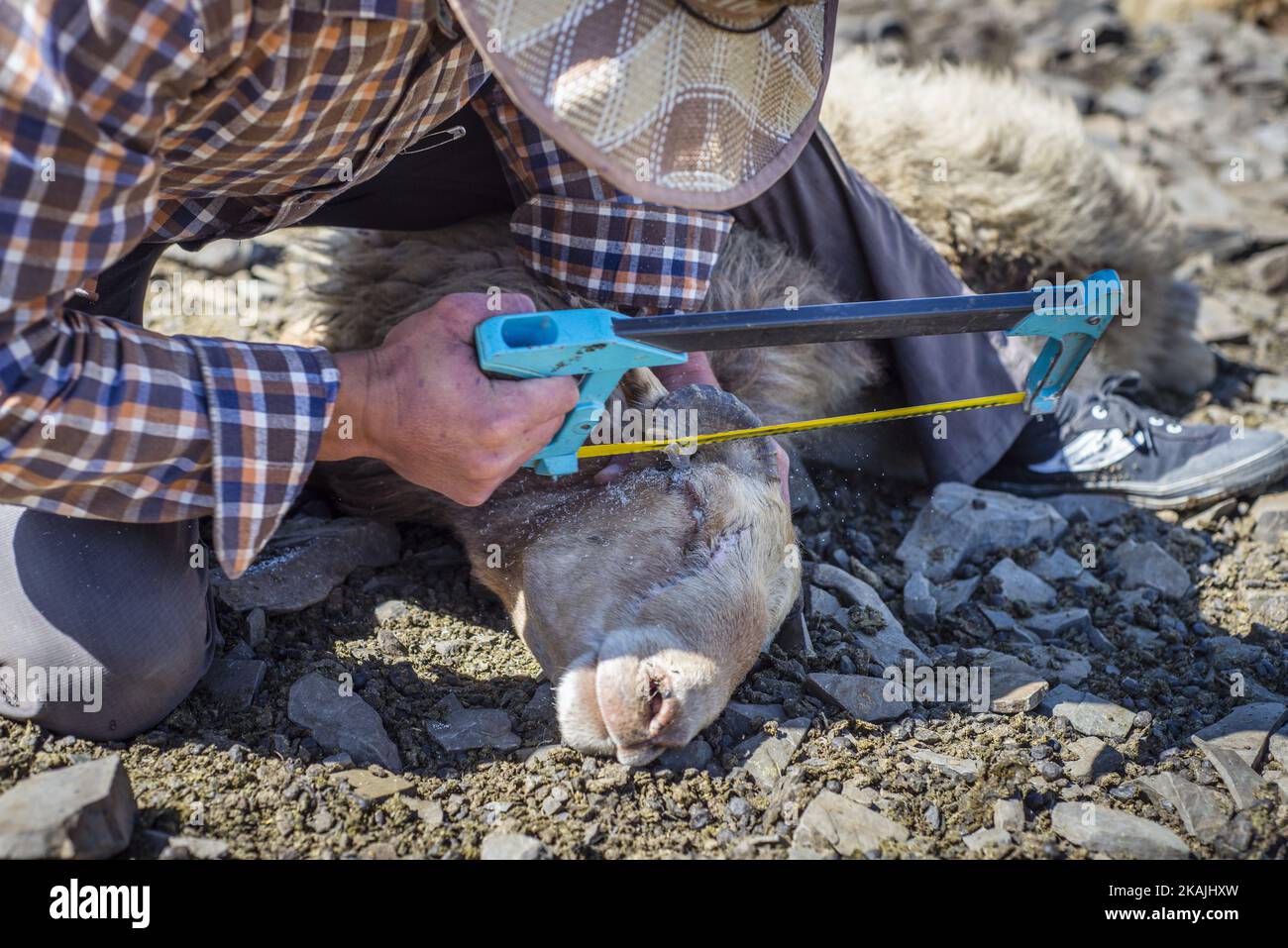 A shepherd saws off horn of a sheep in the mountains near Khinalig village, Quba region, Azerbaijan. The main business in Khinalig is sheep farming. The wealth of the family depends on the number of. People eat sheep meat; use the wool for blankets and pillows. Sometimes they sell the wool to carpet factories. Families with large number of sheep pay for a shepherd to take animals to mountain valleys for summer months. ( (Photo by Oleksandr Rupeta/NurPhoto)) *** Please Use Credit from Credit Field *** Stock Photo