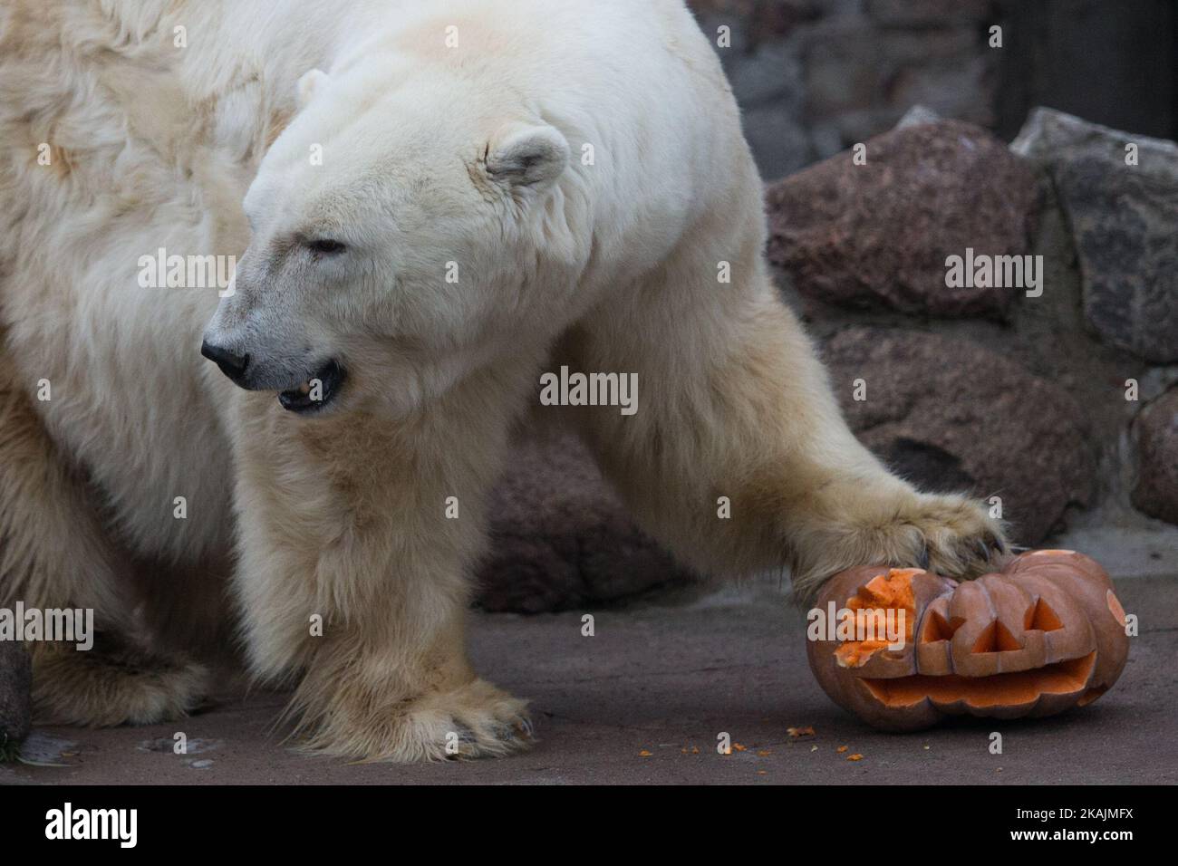 Polar Bear Pumpkin