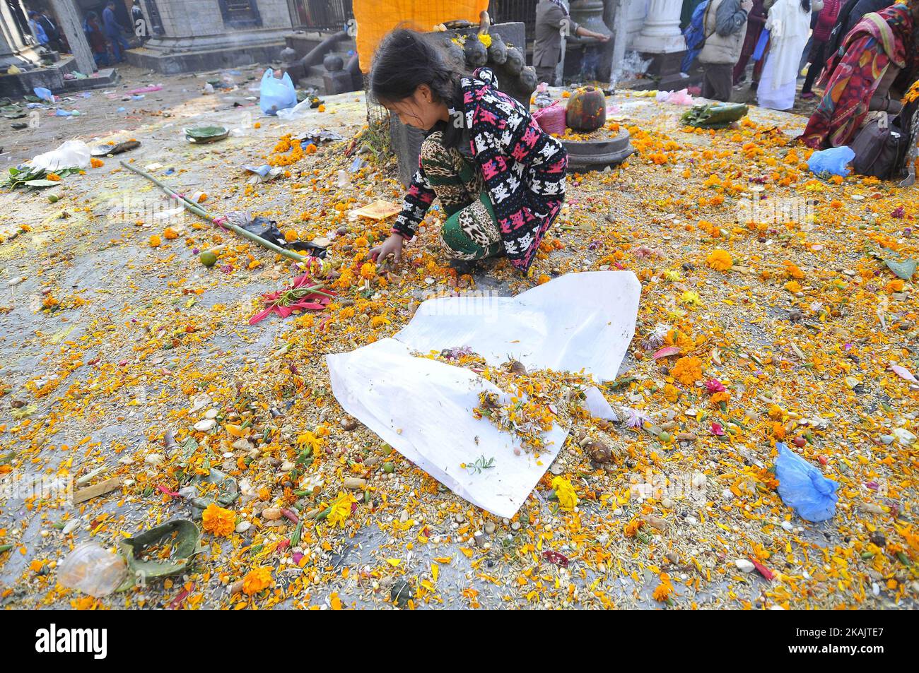 A little gitl tries to find coins on a holy grains 'Satbij' on the occasion of Bala Chaturdashi festival celebrated in Kathmandu, Nepal on Monday, November 28, 2016. It is believe that dropped seeds in remembrance of beloved ones on the occasion of Bala Chaturdashi rituals, can secure a better place in heaven for their beloved ones and their decreased relatives. (Photo by Narayan Maharjan/NurPhoto) *** Please Use Credit from Credit Field *** Stock Photo