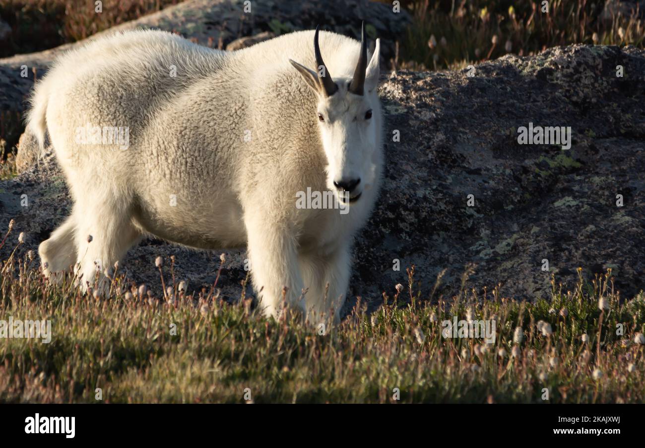 A large fluffy white mountain goat with horns on a rocky field Stock ...