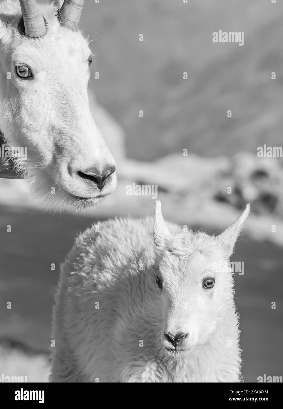 A vertical grayscale shot of a mountain goat with its baby on a field