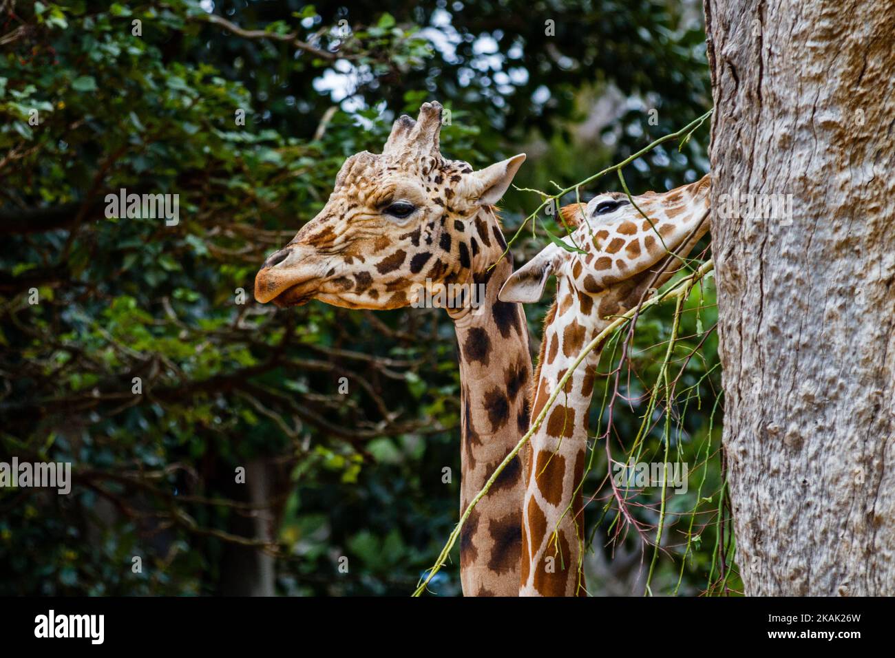Giraffes in zoo australia hi-res stock photography and images - Alamy