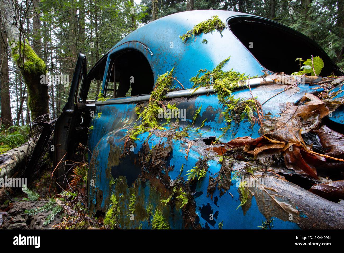 Abandoned old car in overgrown hi-res stock photography and images - Alamy