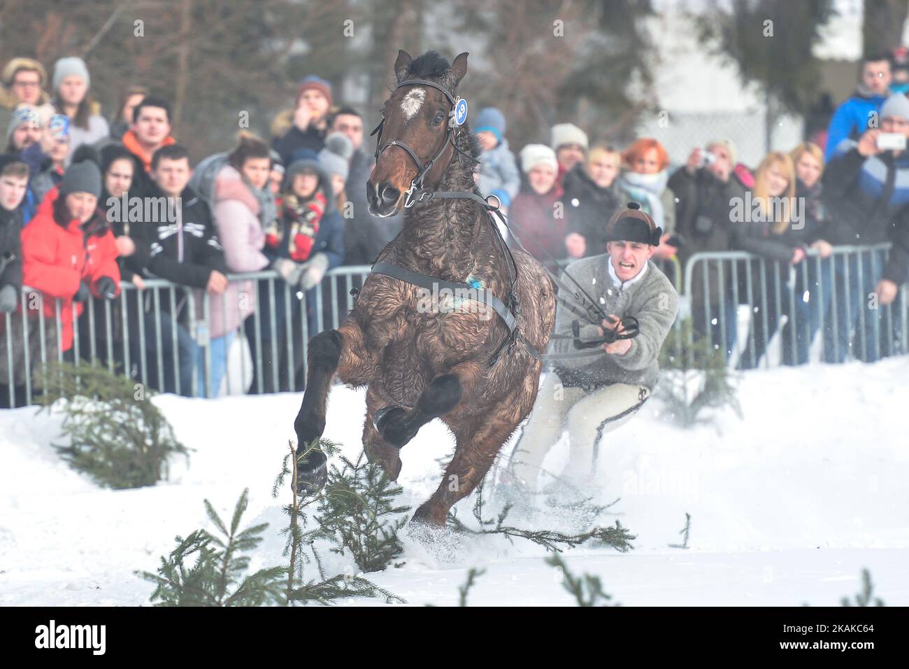 Kumoterki competitor in category skiring (skier behind a horse without rider) leaves th track, during the 2017 Edition of Kumoterki in Szaflary, near Zakopane. On Sunday, 22 January 2017, in Szaflary, near Zakopane, Poland. Photo by Artur Widak *** Please Use Credit from Credit Field ***  Stock Photo