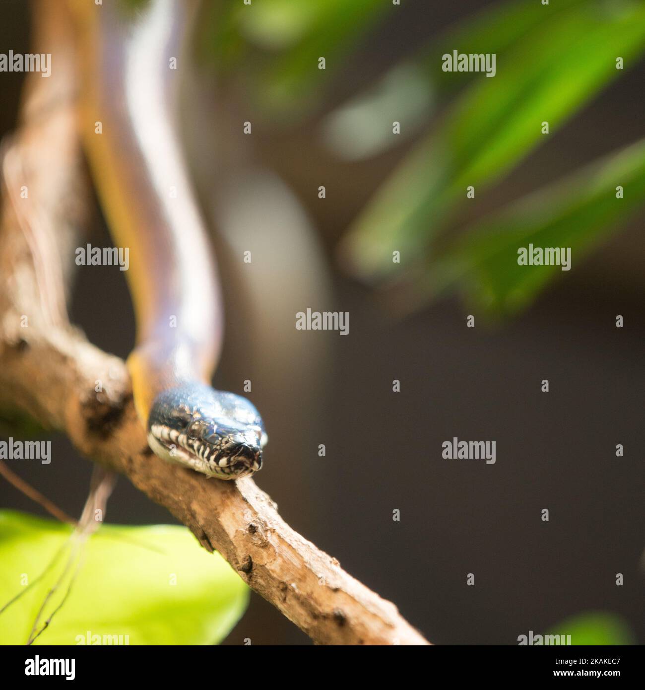A close-up shot of a snake's head on branch under sunlight in terrarium ...