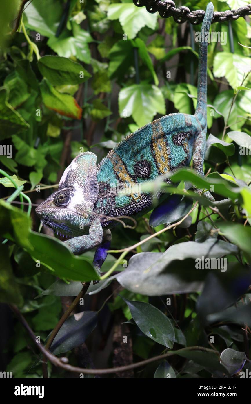Pied Veiled chameleon Stock Photo Alamy