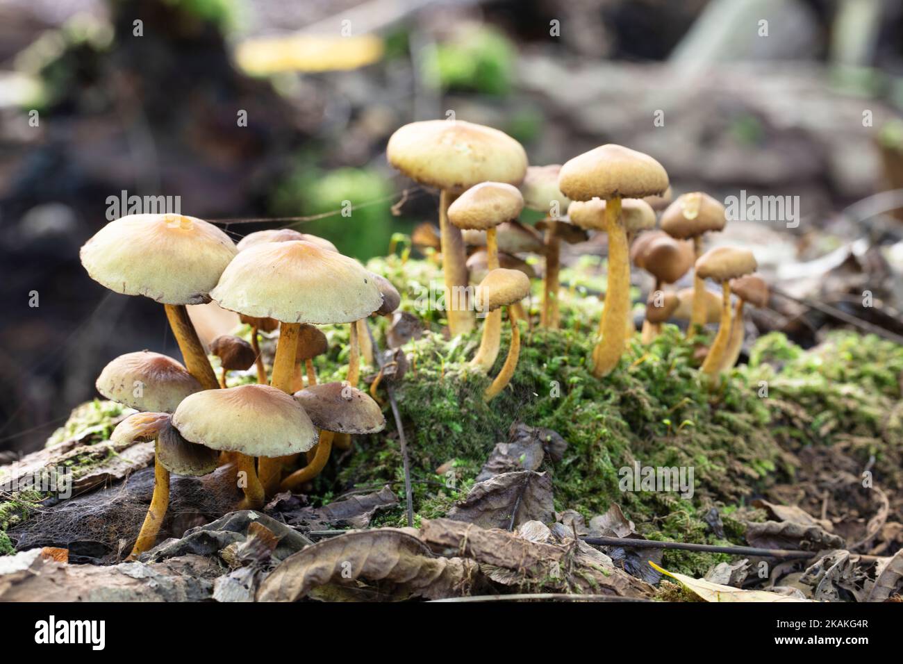 Mushrooms in the woods in autumn Stock Photo