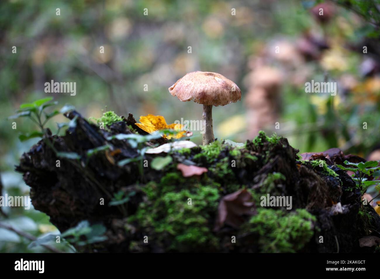Lonely mushroom in the woods in autumn Stock Photo