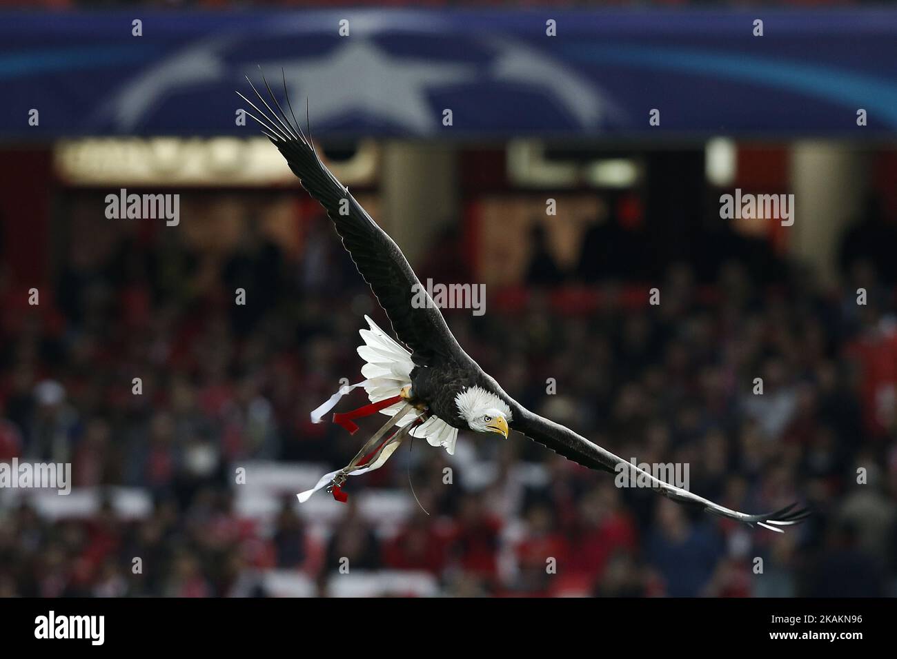 The SL Benfica eagle mascot flies into the stadium ahead of the Champions League 2016/17 match between SL Benfica vs BVB Borussia Dortmund, in Lisbon, on February 14, 2017. (Photo by Carlos Palma/NurPhoto) *** Please Use Credit from Credit Field *** Stock Photo