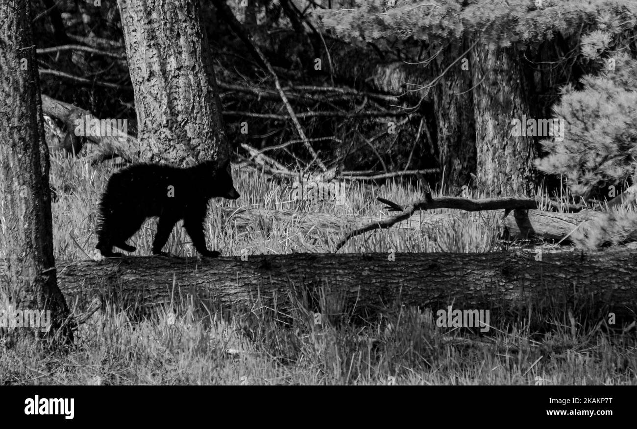 A grayscale shot of a baby bear wandering in the jungles Stock Photo