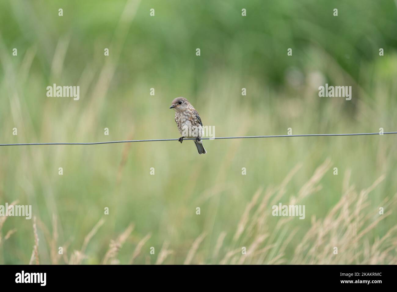 An Eastern bluebird (Sialia sialis) sitting on a cable on a blurred