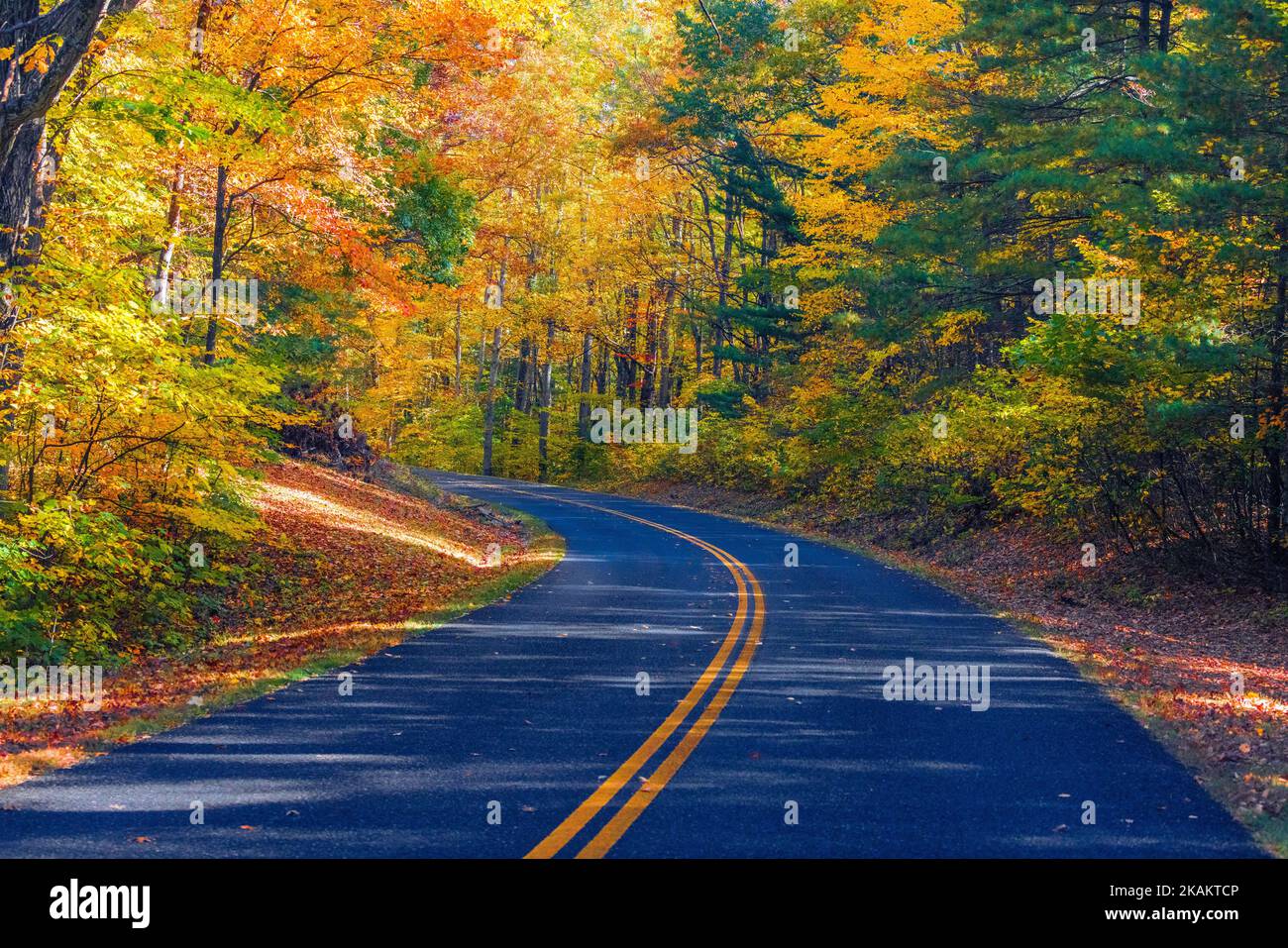 An asphalt road through an autumn forest with colorful leaves Stock ...