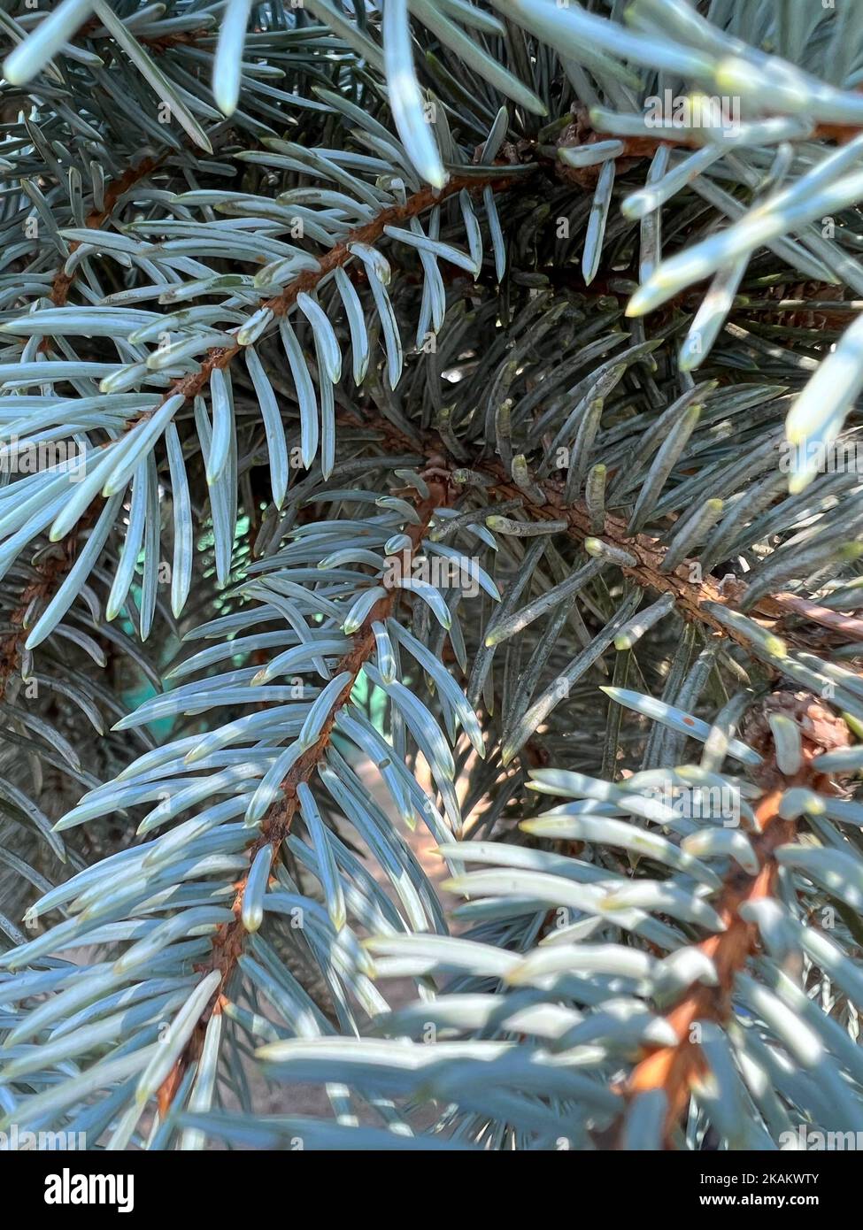 A vertical closeup shot of blue spruce leaves (Picea pungens) Stock Photo