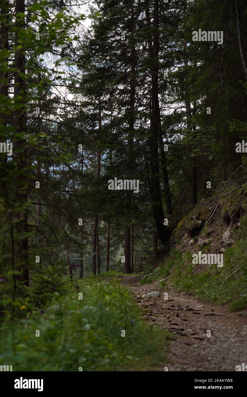 A vertical shot of a path through the forest with tall green trees ...