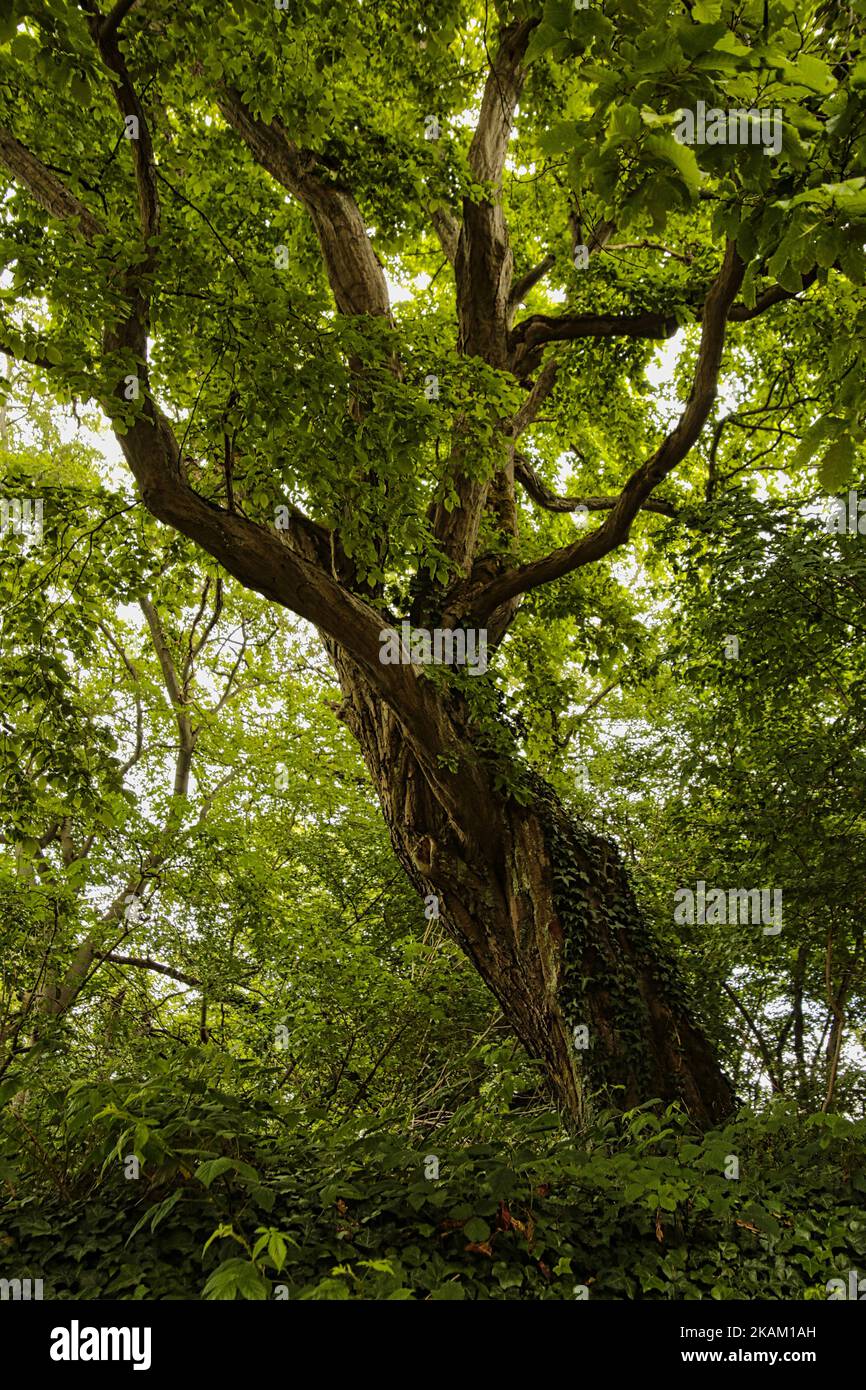 A vertical shot of a tree covered with green Stock Photo - Alamy