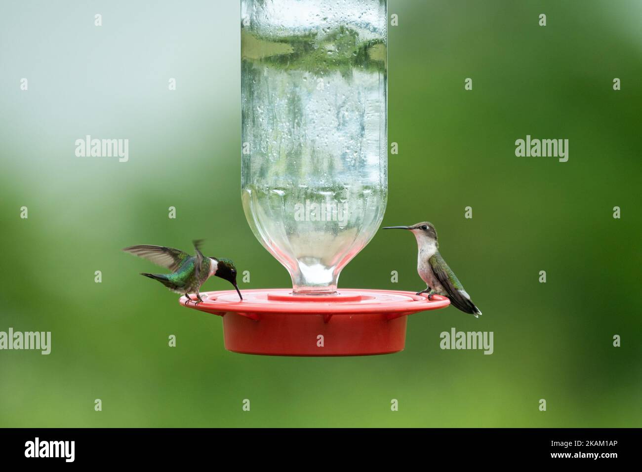 A hummingbird feeder with two hummingbirds (Trochilidae) drinking water from it on blurred background Stock Photo