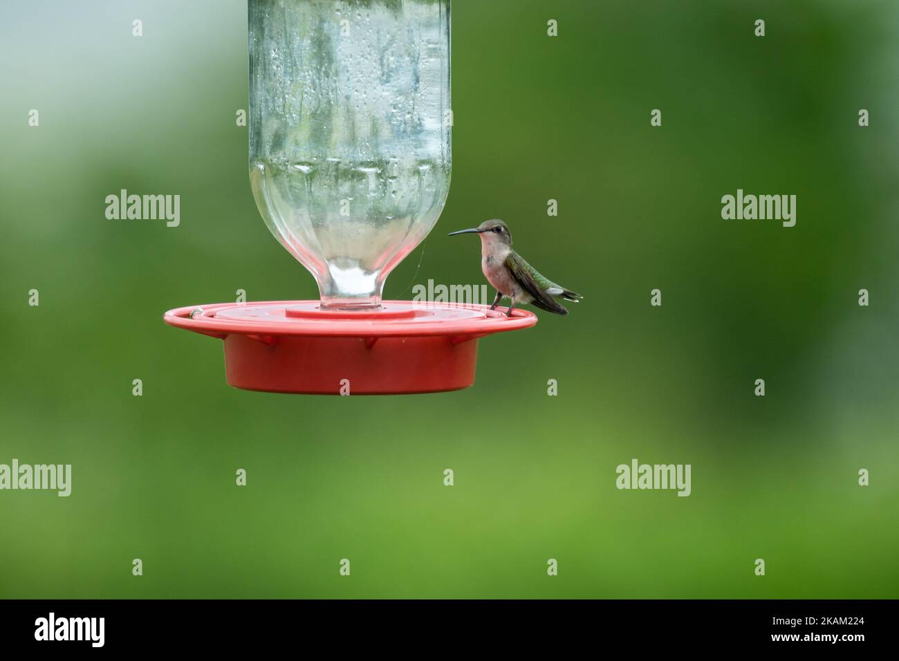 A hummingbird (Trochilidae) on water filled feeder on blurred background Stock Photo
