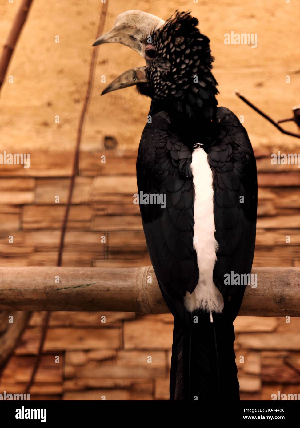 A Silvery-cheeked hornbill on a wooden branch, close-up, vertical Stock Photo