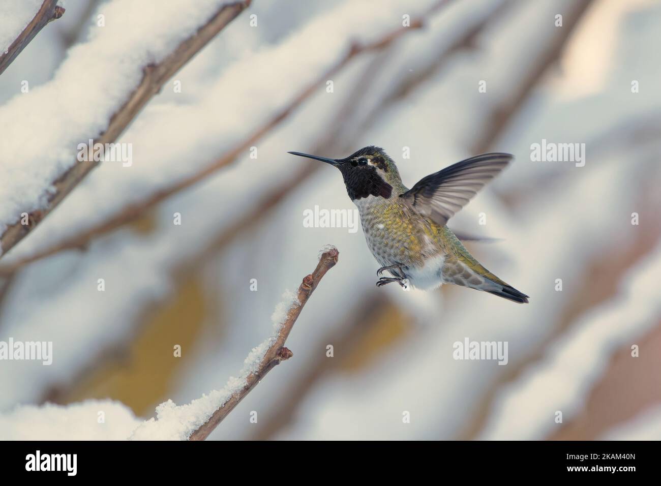 A closeup shot of a hummingbird approaching on a snowy branch Stock Photo