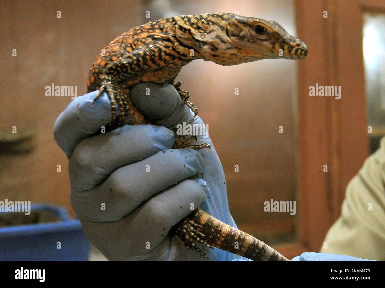 Animals keepers cleaning the baby's body newly hatched Komodo dragons  (Varanus Komodoensis) at Taman Safari Indonesia, Bogor, West Java, On March  12, 2017. Twenty-one Komodo dragons hatching eggs from March 2 to