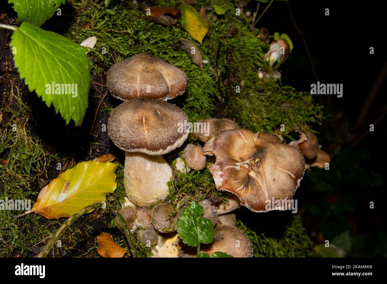 Many honey mushrooms growing between moss, also called Armillaria ostoyae or dunkler hallimasch Stock Photo
