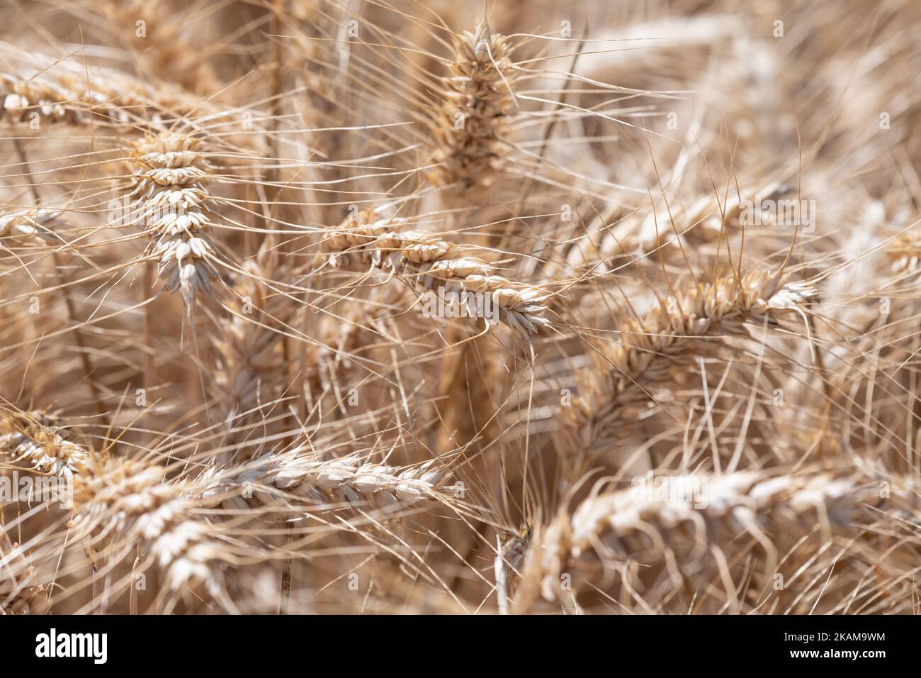 closeup of bearded wheat (also known as awned wheat) in field - Kent, England, UK Stock Photo