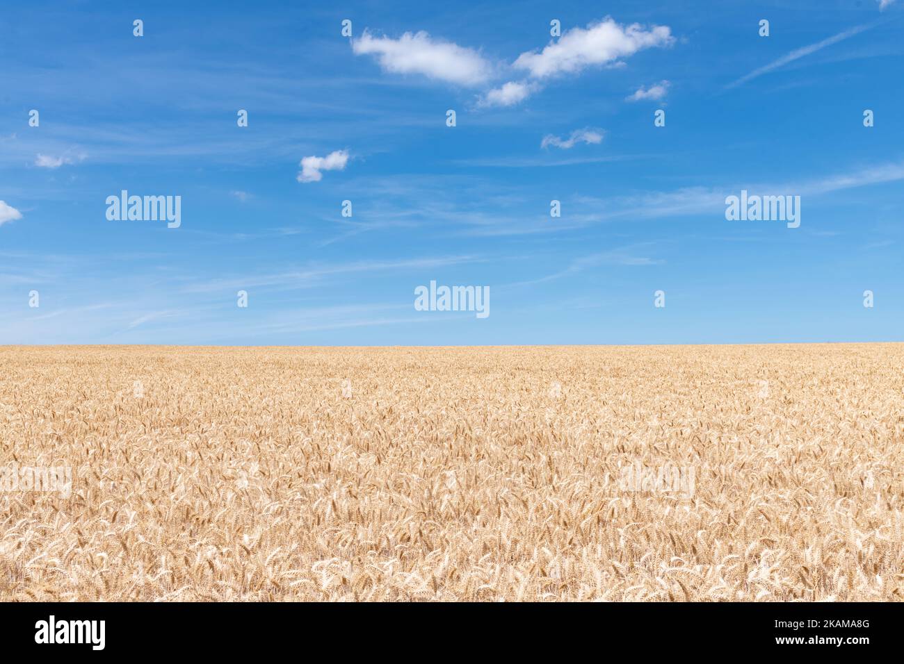 Field of awned or bearded wheat with blue sky - Kent, England, UK Stock Photo