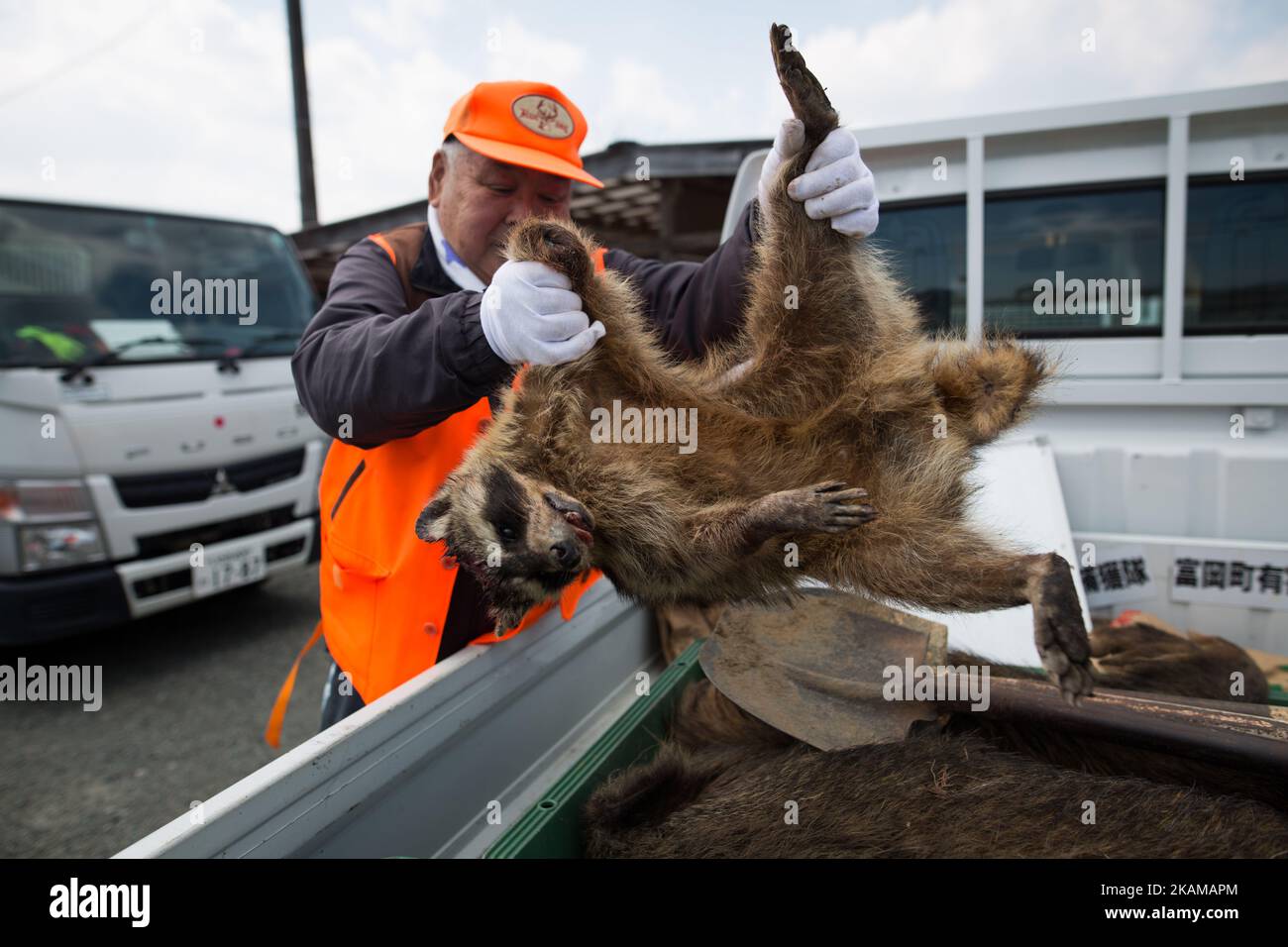 Hunters collect the body of raccoon after being trapped at a residential area near Tokyo Electric Power Co's (TEPCO) tsunami-crippled Fukushima Daiichi nuclear power plant in Tomioka town, Fukushima prefecture, Japan, March 30, 2017. (Photo by Richard Atrero de Guzman/NurPhoto) *** Please Use Credit from Credit Field *** Stock Photo