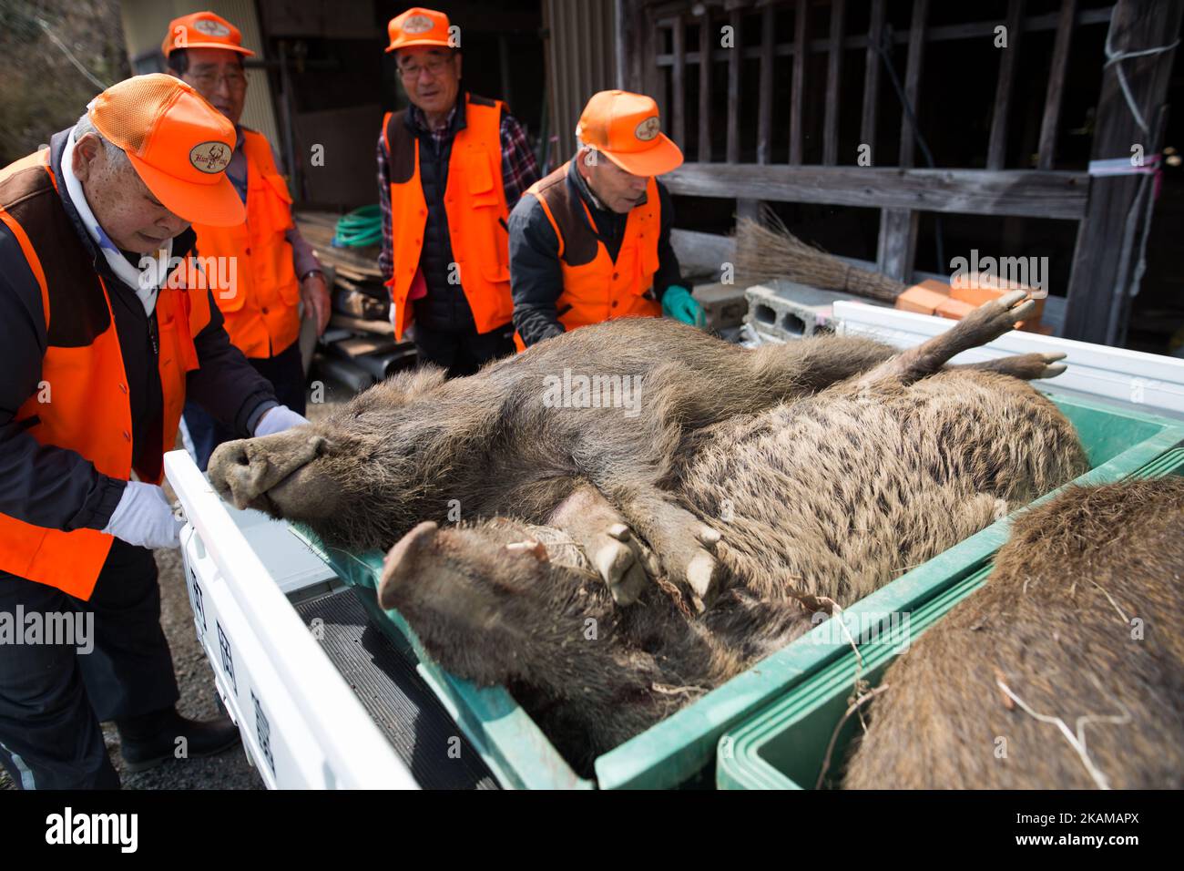 Members of Tomioka town's animal control hunters group collect the killed wild boar at a residential area near Tokyo Electric Power Co's (TEPCO) tsunami-crippled Fukushima Daiichi nuclear power plant in Tomioka town, Fukushima prefecture, Japan, March 30, 2017. (Photo by Richard Atrero de Guzman/NurPhoto) *** Please Use Credit from Credit Field *** Stock Photo