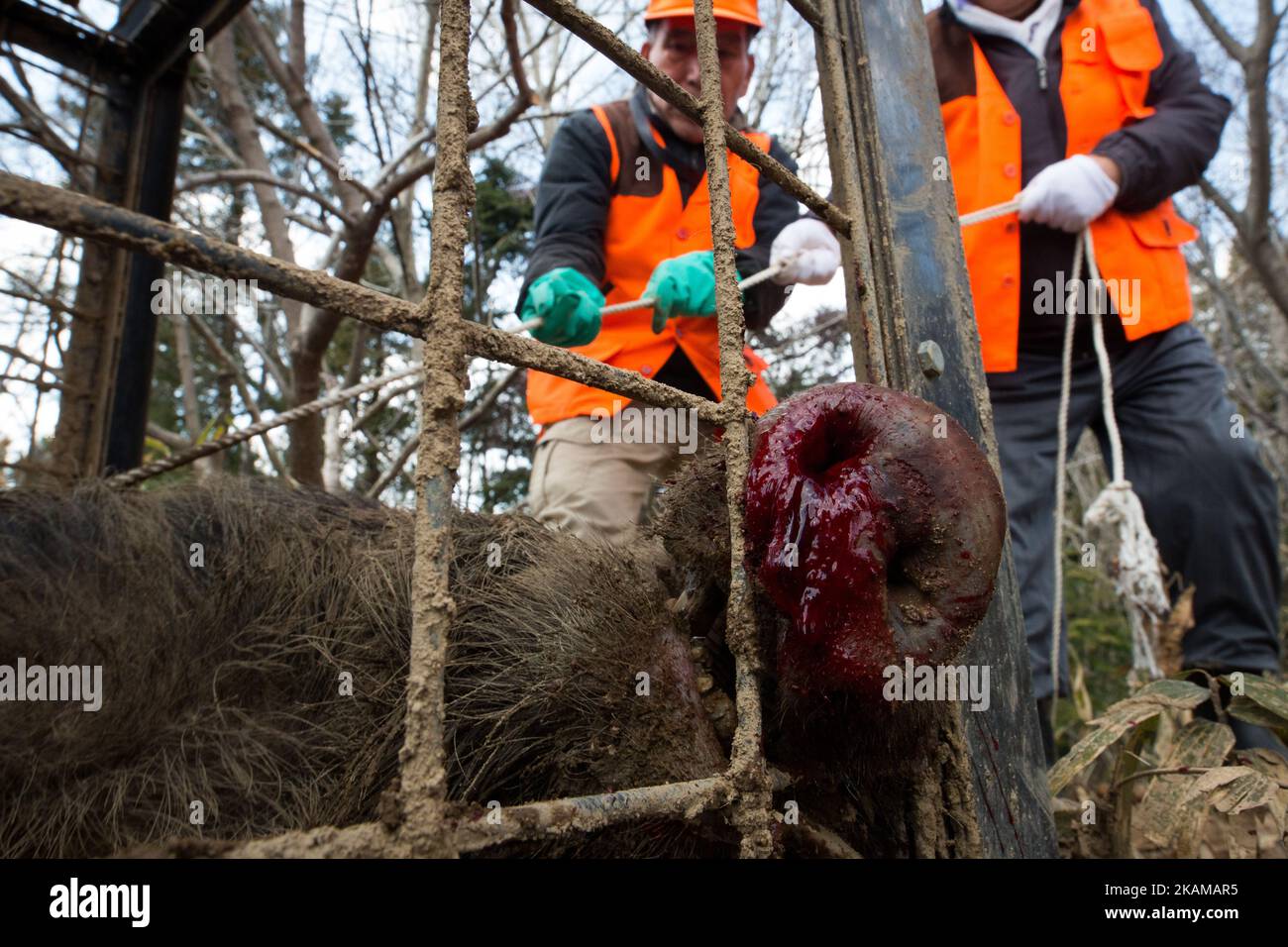 Members of Tomioka Town's animal control hunters group, killed a wild boar roaming around residential area in an evacuation zone near Tokyo Electric Power Co's (TEPCO) tsunami-crippled Fukushima Daiichi nuclear power plant in Tomioka town, Fukushima prefecture, Japan, March 30, 2017. According to team leader Shoichiro Sakamoto, The damage made by the wild boar became very big, and the damages became very serious issue among residents. (Photo by Richard Atrero de Guzman/NurPhoto) *** Please Use Credit from Credit Field *** Stock Photo