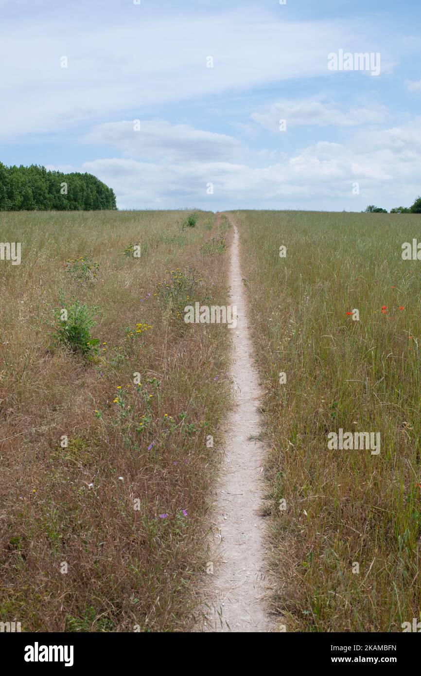 North Downs Way footpath through field of grasses and wildflowers in ...