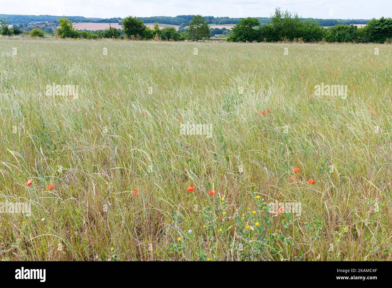 Seeded ryegrass field - England, UK Stock Photo