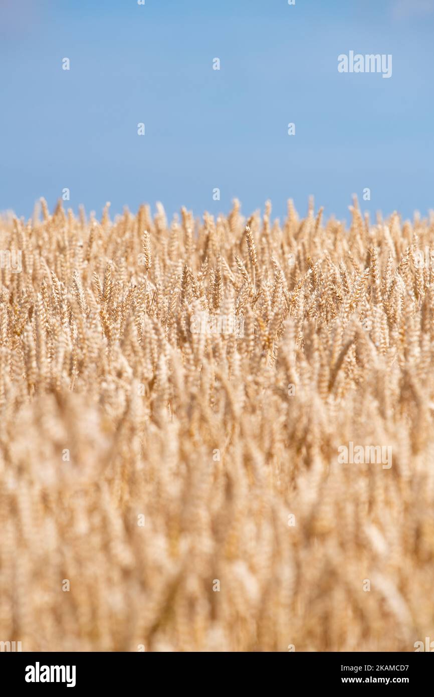 Wheat field blue sky UK Stock Photo