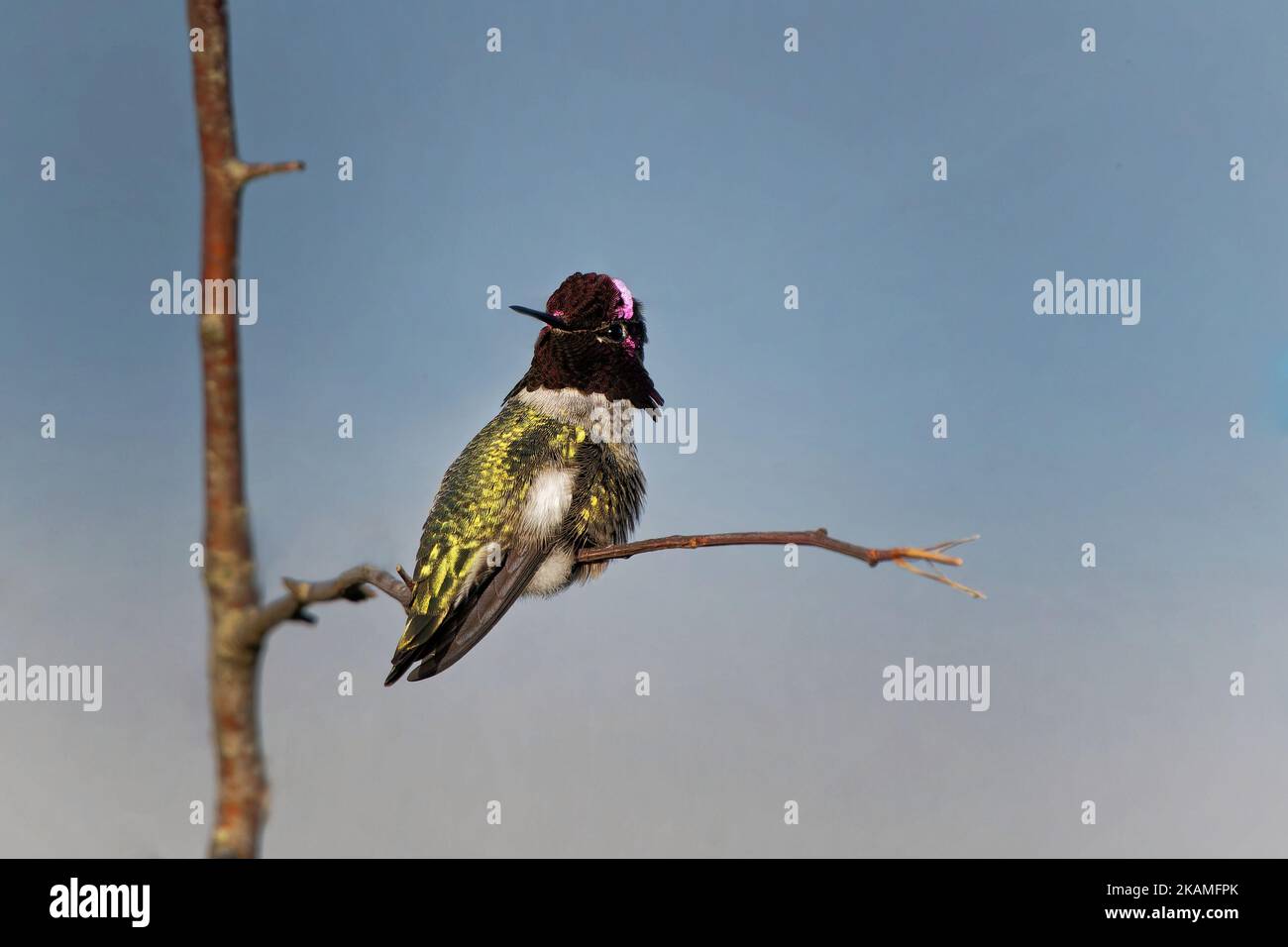 A closeup shot of Anna's hummingbird from the family Trochilidae with blurred background Stock Photo