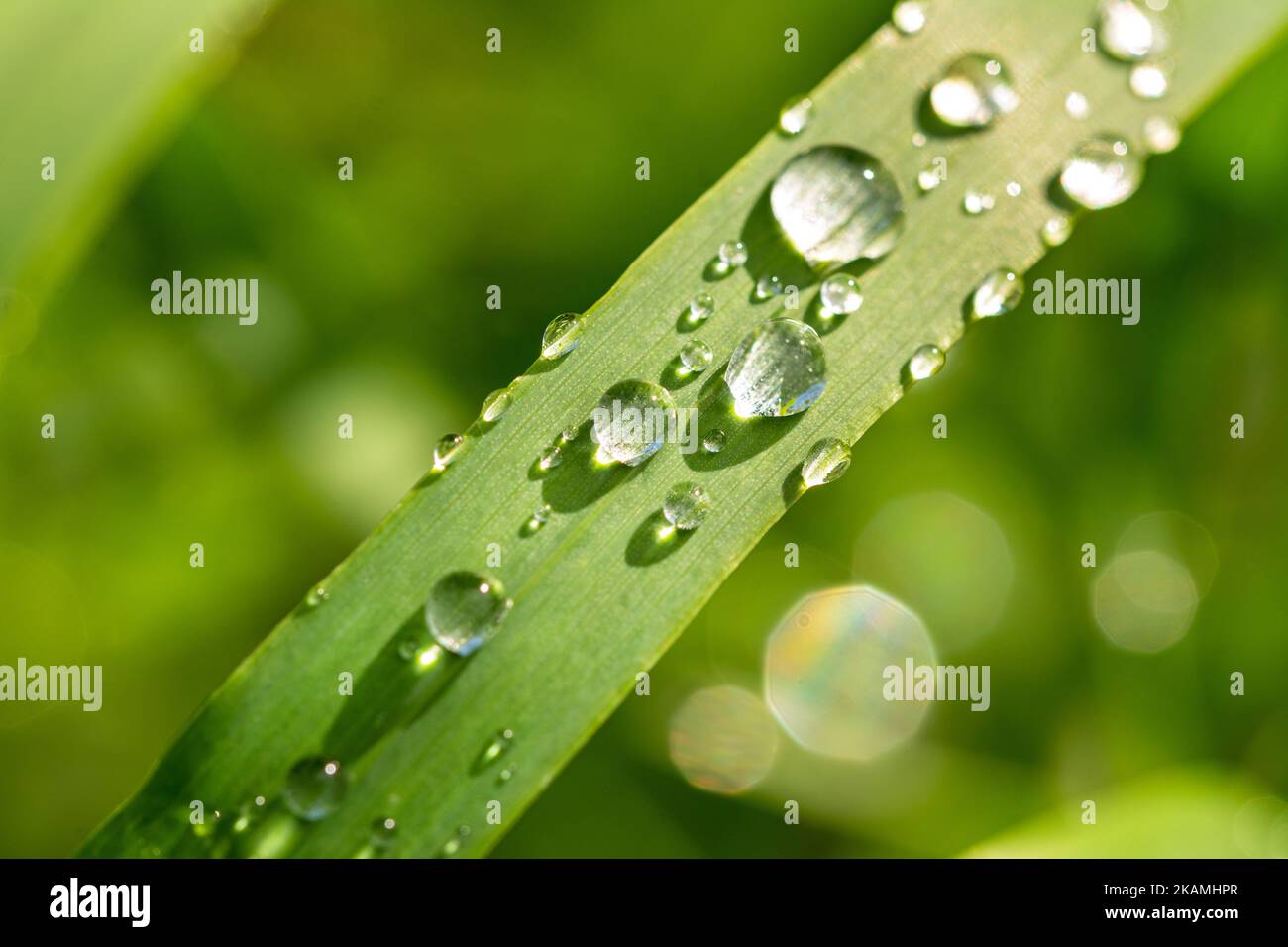 Closeup macro shot of scenic dewdrops on green blade of grass Stock Photo