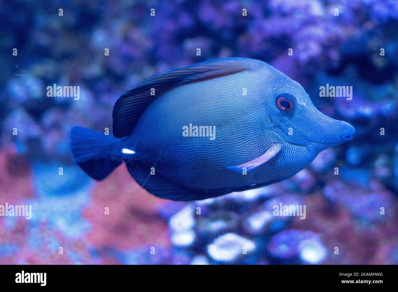 A closeup of blue Zebrasoma scopas fish swimming in the water on a blue background Stock Photo