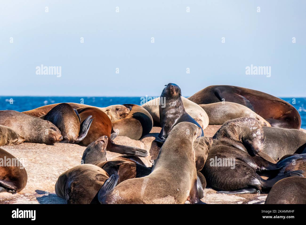 Cape fur seals resting on an island in the Indian Ocean. South Africa