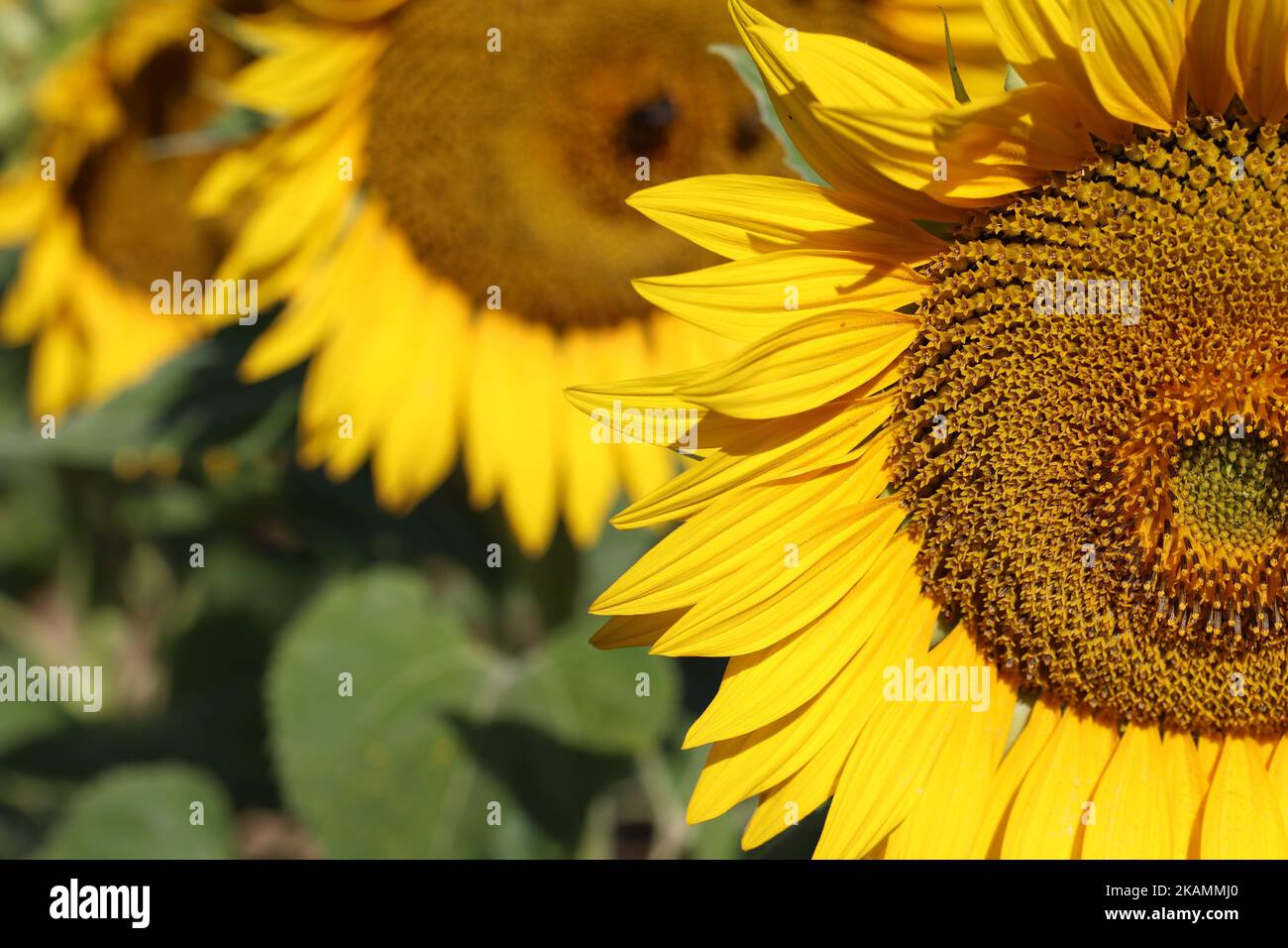 Sunflower, Blooming field of sunflowers in summer Stock Photo - Alamy