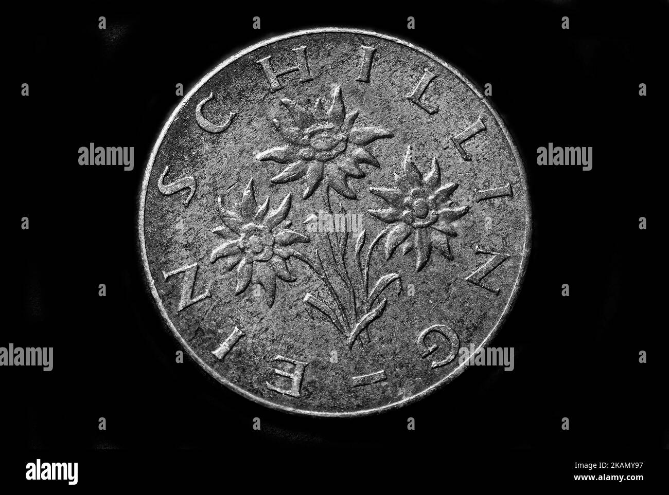 Edelweiss drawing Black and White Stock Photos & Images Alamy