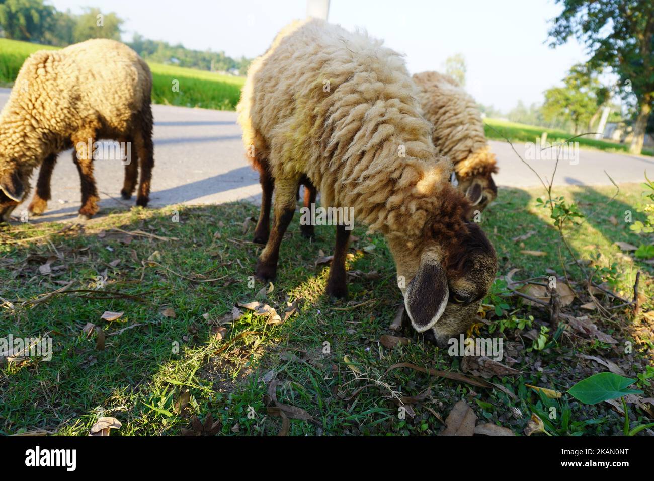 Male bighorn sheep ram chewing with jaw sideways grinding his food