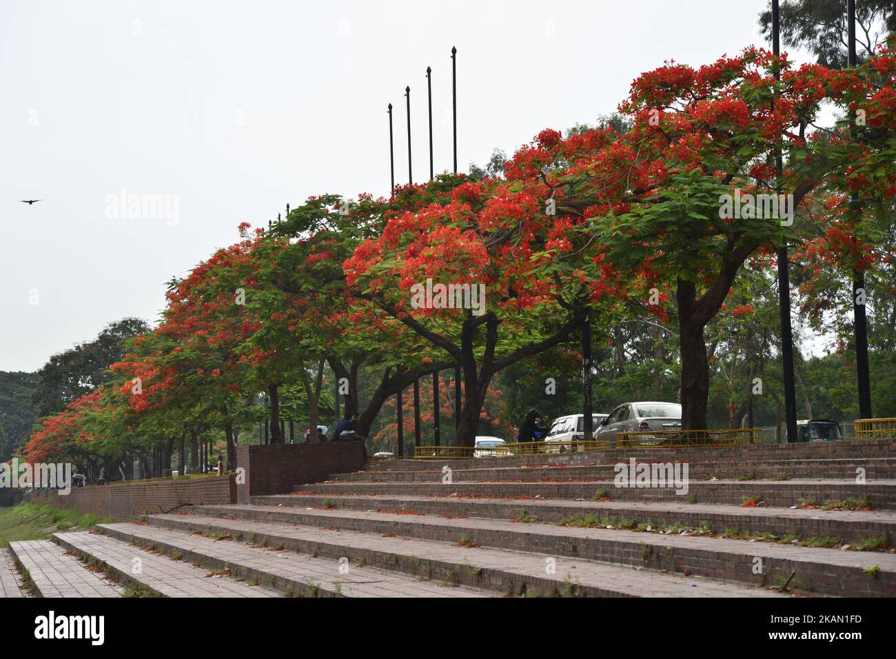 Krishnachura flower hires stock photography and images Alamy
