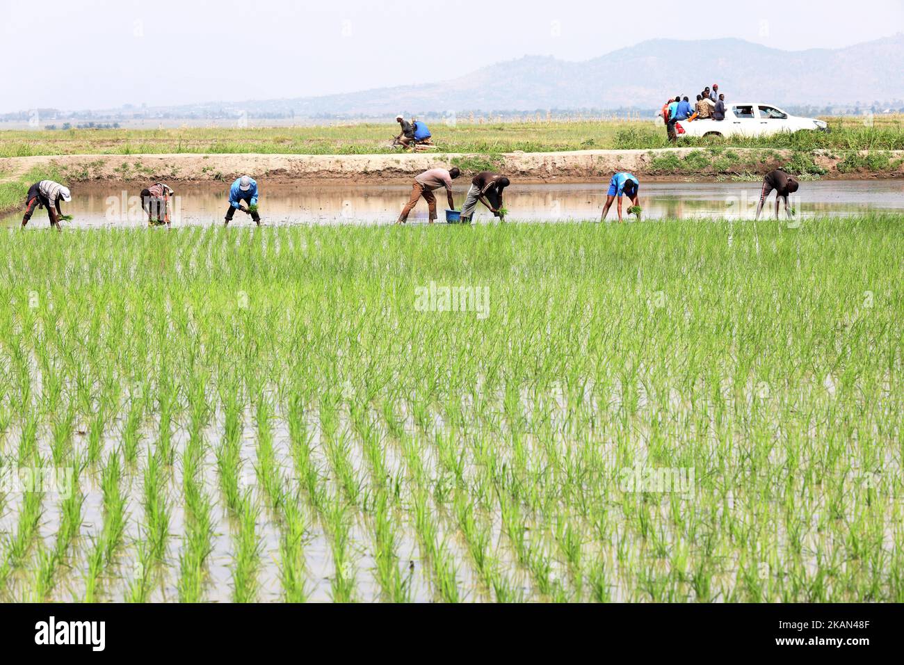 (221103) -- KIHANGA, Nov. 3, 2022 (Xinhua) -- Farmers plant hybrid rice in Kihanga, Bubanza Province, Burundi, Oct. 29, 2022. (Xinhua/Dong Jianghui) Stock Photo