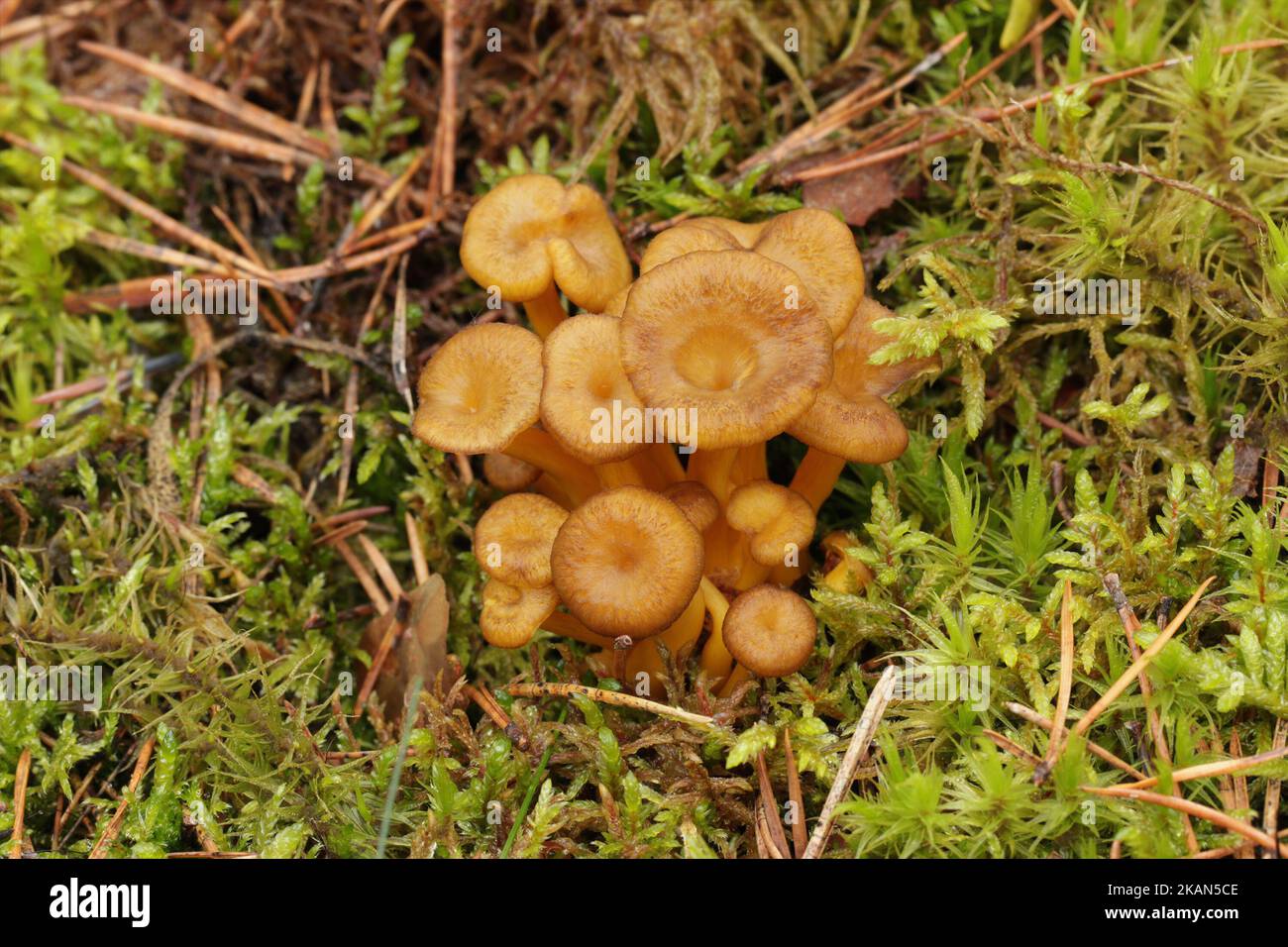 A bunch of wild edible funnel chanterelle mushrooms grows in the forest. Brown caps with decurrent pale gills and yellow hollow stalks. Yellowfoot. Stock Photo