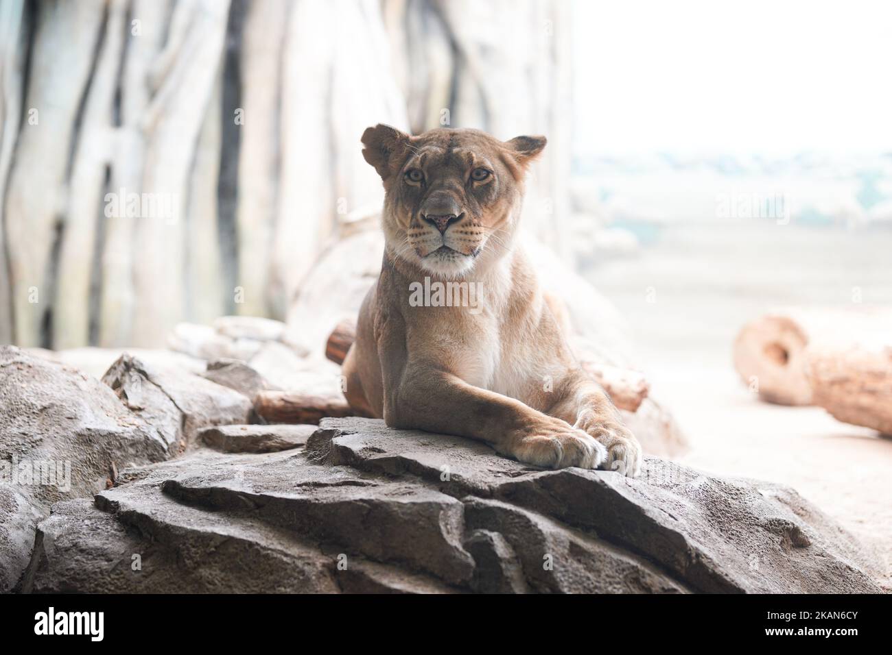 A closeup of an adorable lioness with a proud glance lying on the rock ...