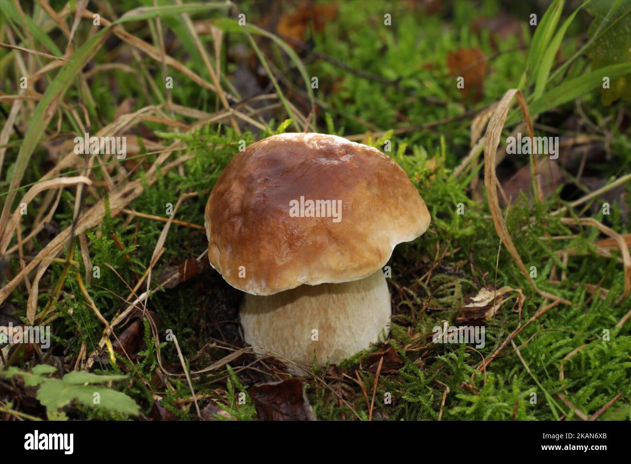 The wild edible fungus (Boletus edulis) grows in the forest. The fruit body has a large brown cap and a stout brownish-white stipe. Stock Photo