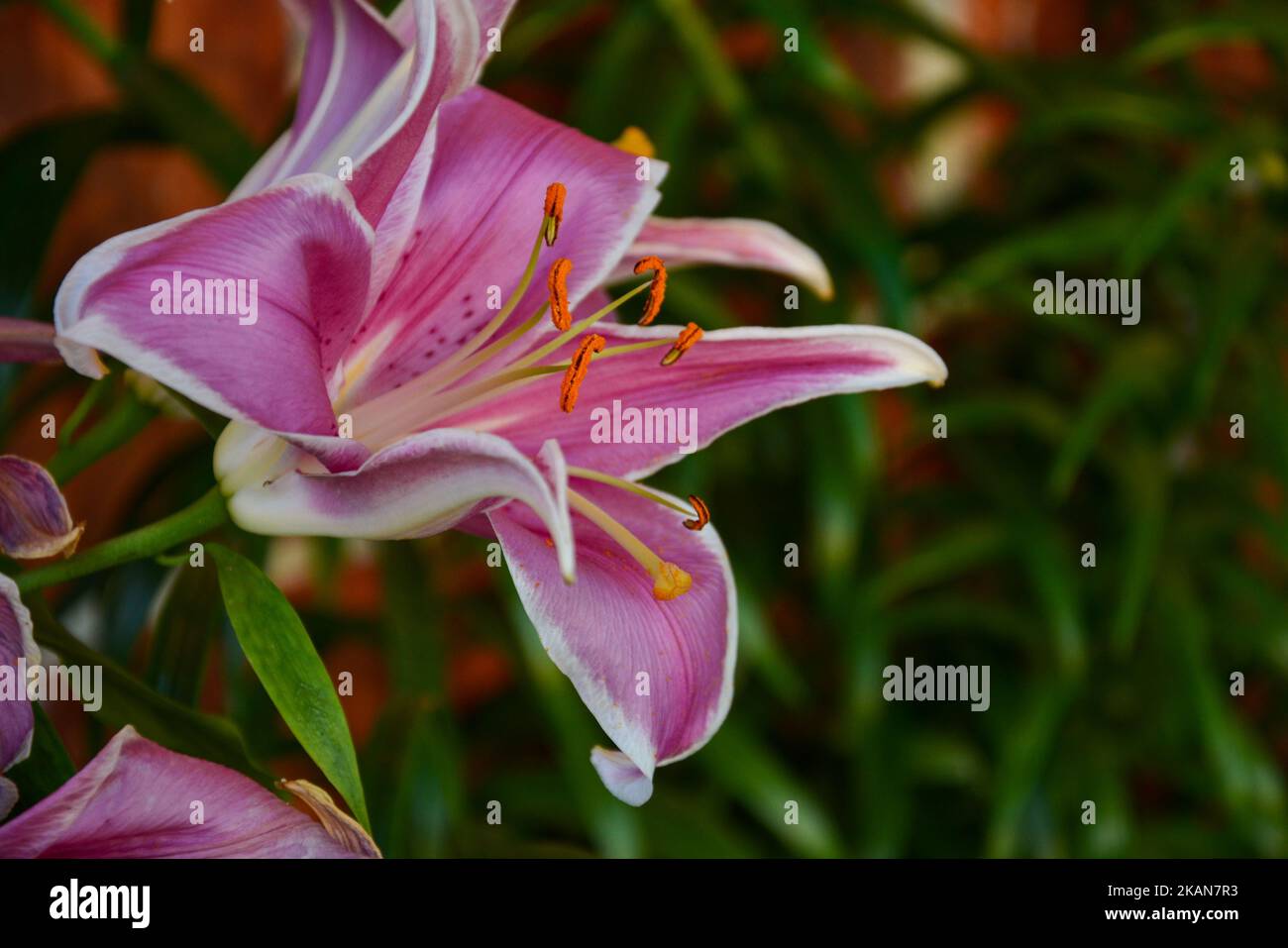 A close up of a beautiful pink Lilium brownii flower Stock Photo