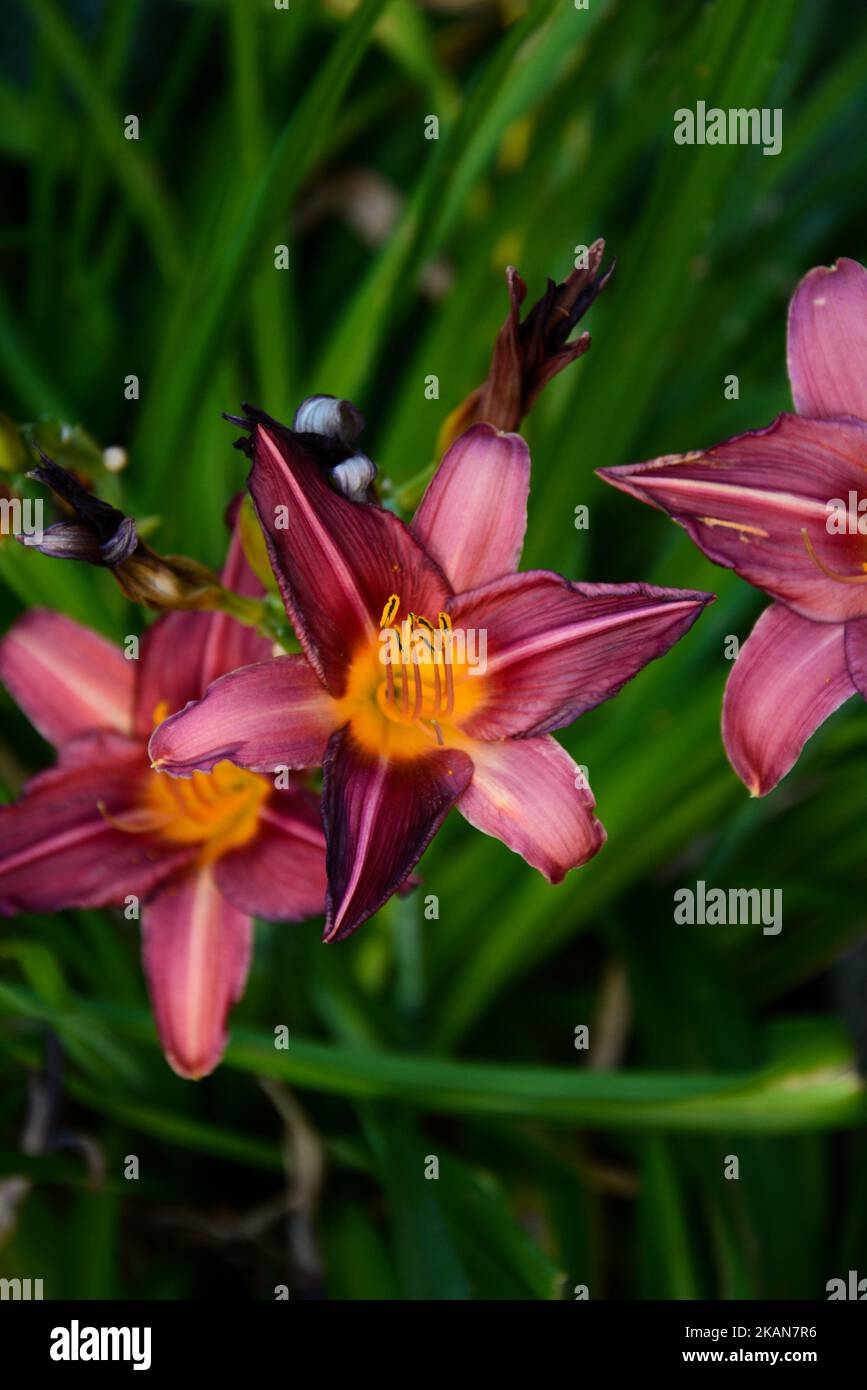 The beautiful pink daylilies with blade like green leaves Stock Photo