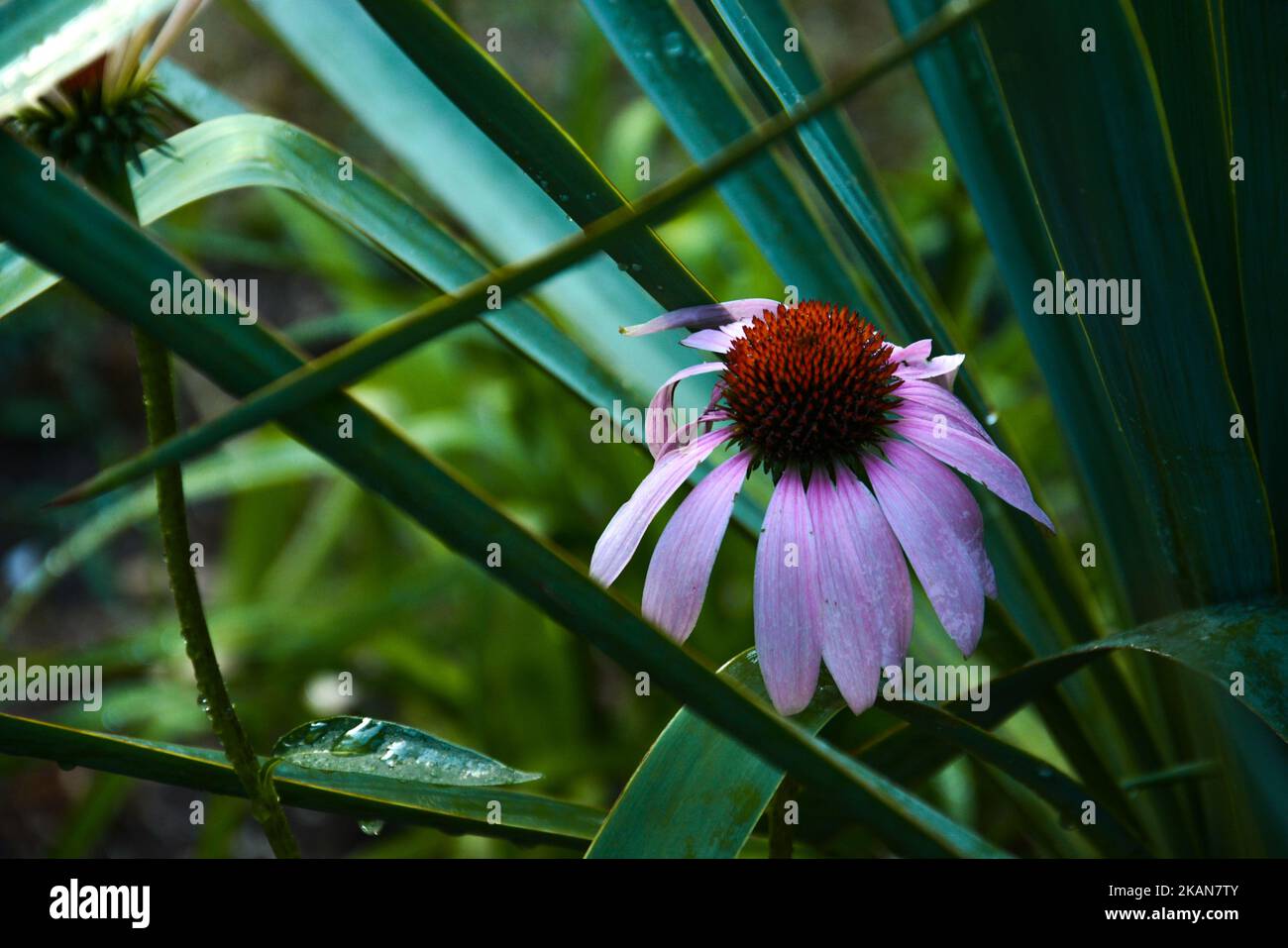 A close up of a beautiful coneflower surrounded by blade like green leaves Stock Photo